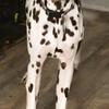 Liver spotted Female Dalmatian