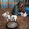 Great Pyrenees puppies