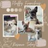 Fluffy French bulldogs 
