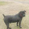 Black boerboel stud 