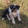 AKC Rough Collie Puppies