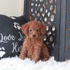 Trixie Beautiful Red Poodle