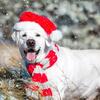English White Labrador Retrievers 