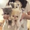 Kittens 