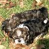 Shih Tzu Puppies