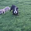 American bully male 7 months