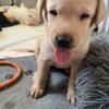 AKC registered Labrador Retrievers looking for loving homes