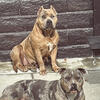 Bonded American Bully Sisters Seeking a Loving Forever Home 