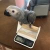 African Gray Babies