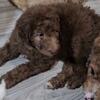 Aussiedoodle puppies ready October 4th  -poodle- goldendoodle- Bernadoodle