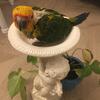 Sun Conures Baby’s 
