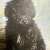 Black toy poodle female