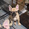 Female French bulldog 3months old