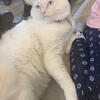 Adult Rag Doll cat male 