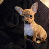 Female Chihuahua puppy looking for forever home!