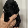 AKC Lab Puppies - Florida