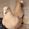 Pigeons Recessive Yellow Homers
