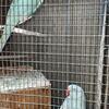Breeder pair of Indian Ringneck Parakeets 