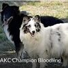 AKC Sheltie’s - Shetland Sheepdog 