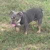 English bull dog 