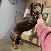 Female Smooth Dachshund