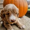 Goldendoodle puppies for sale! Take home nov 29