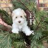 Chai! Male Havanese Puppy