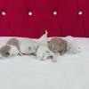 Upcoming TICA Ragdoll Litter Due December 11