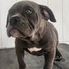 Olde English Bulldogge