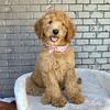F1B Goldendoodle puppies- (352) 553-2778