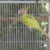 Plumhead parakeets 