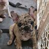 Female French bulldog