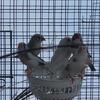Young Pied Zebra Finches