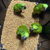 Baby yellow naped amazons (SOLD)