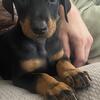 Beautiful European Doberman puppies