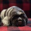 Wirehaired Pointing Griffon Dog breed   Pups due ~ 10/31/25 - ready for new homes ~Christmas 2025