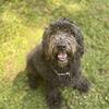  3-Year-Old Double Doodle – Hypoallergenic, Trained, Great with Kids