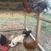 Gunieas, silkies, chicks