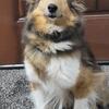 Sheltie Female 7 years old