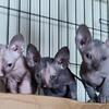 Sphynx girl kittens in Calif