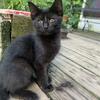 Kittens for sale 