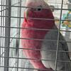Gallah needs a home