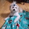Sweet  Chinese Crested/Shih-tzu mix