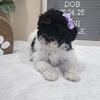 AKC mini poodles for sale