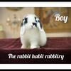 Holland Lop Baby Bunnies
