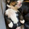 AKC Bernese Mountain Dog puppies