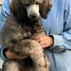 Standard poodles available 