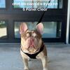 AKC new shade rojo tan Merle quad French Bulldog stud