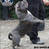 American Bully Pocket Male Big Dogs Romania