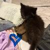 Kittens for rehoming